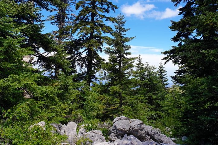 La sapinière du parc Talassemtane en VTT